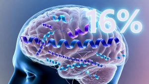 16% Otak Tersusun dari Protein