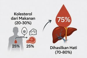 Infografis perbandingan sumber kolesterol dari makanan dan produksi hati