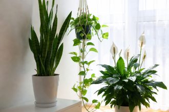 3 Tanaman Anti Polusi Indoor: Lidah Mertua, Sirih Gading, Peace Lily